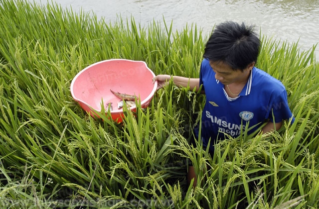 Đồng Tháp: Thu nhập khá từ nuôi thủy sản kết hợp trồng lúa
