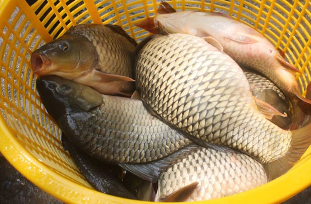 Đồng Nai: Phát triển mô hình nuôi cá chép giòn