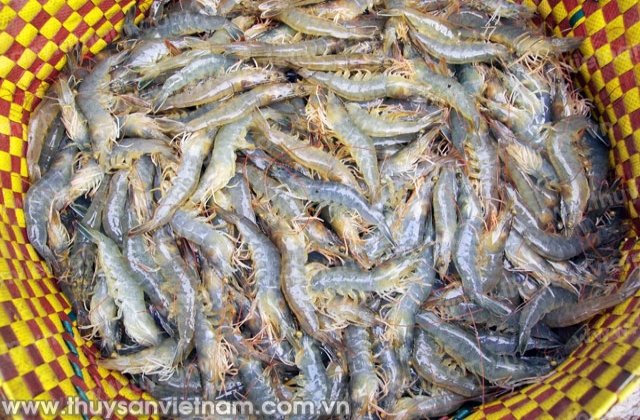 Sóc Trăng: Liên kết chuỗi trong chuỗi giá trị tôm