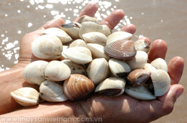 Quảng Ninh: Phát triển nuôi nghêu ở Hải Hà