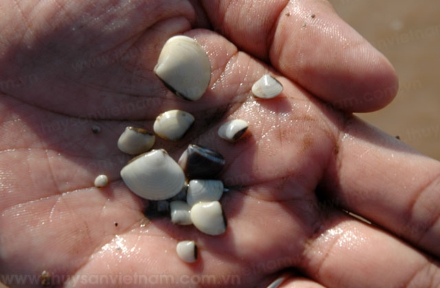 Thanh Hóa: Cần 2 tỷ con giống thủy sản mỗi năm