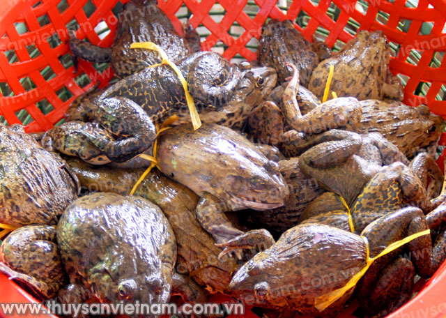 Bắc Giang: Thu nhập cao từ nuôi ếch