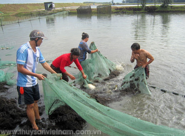 Thanh Hóa: Nâng cao hiệu quả trên diện tích nuôi thủy sản