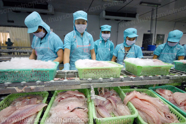 Xuất khẩu cá tra gặp khó, dự báo giảm 4%