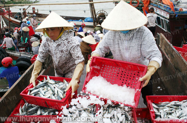 Tĩnh Gia (Thanh Hóa): Tổng sản lượng thủy sản đạt khá