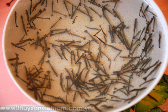 Trà Vinh: Sản xuất tôm sú giống chỉ đáp ứng trên 41% nhu cầu