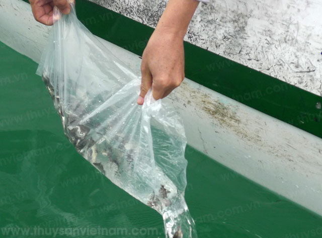 Hậu Giang: Đề xuất giải pháp bảo vệ nguồn lợi thủy sản