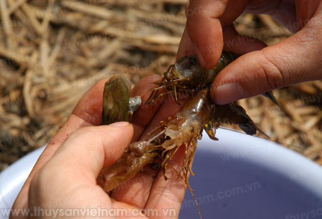 Diện tích tôm nuôi bị thiệt hại có nguy cơ tăng