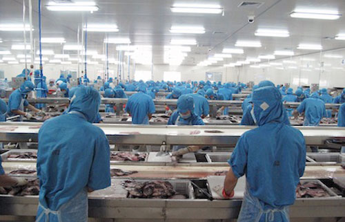 Mỹ: Nhập khẩu cá rô phi tăng lượng, giảm giá trị