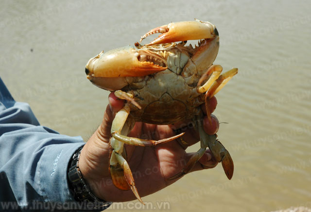 Trà Vinh: Lợi nhuận cao từ nuôi cua kết hợp tôm sú