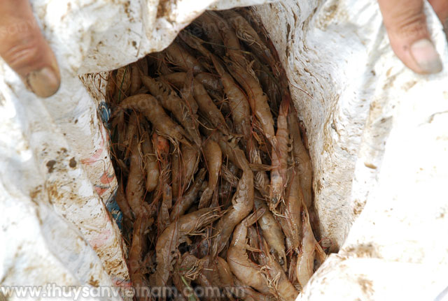 Sóc Trăng: Khoảng 5.500 ha tôm nuôi bị chết do thời tiết