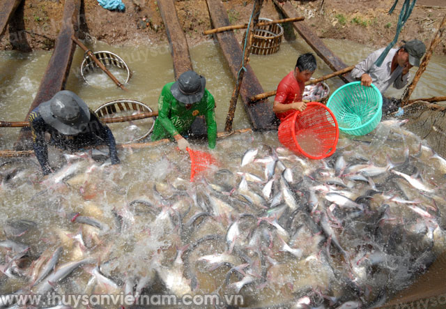 Vĩnh Long: Quy hoạch diện tích cá tra đến năm 2020