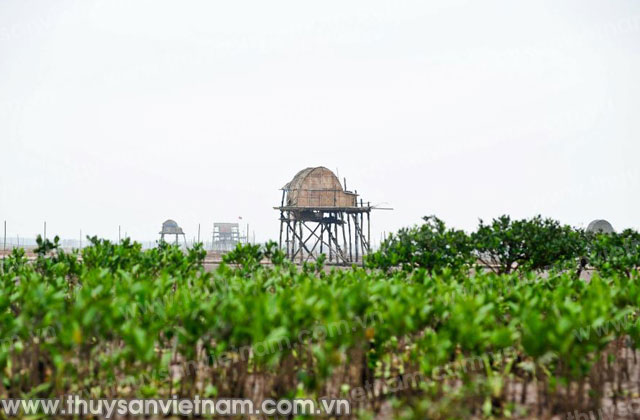 Vì sự bền vững ngành thủy sản Việt Nam