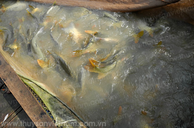 Cao Bằng: Diện tích nuôi thủy sản giảm 0,8%