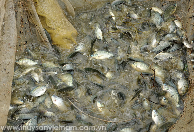 Quảng Bình: Thu nhập hàng trăm triệu đồng từ cá giống