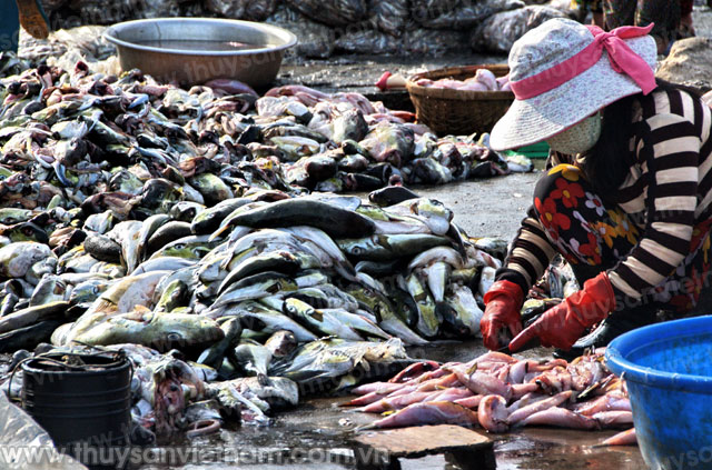 Kiên Giang: Cá nóc xuất khẩu triển khai không hiệu quả