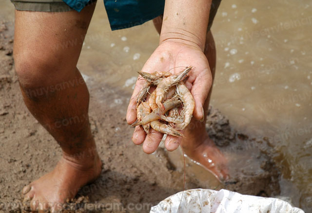 Sóc Trăng: Diện tích tôm bị thiệt hại vẫn lớn