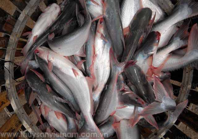 Trà Vinh: Sản lượng thủy sản cả năm dự kiến đạt trên 108.000 tấn