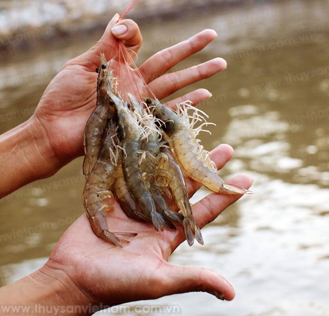 Hỗ trợ phát triển chứng nhận bền vững sản phẩm nuôi trồng thủy sản