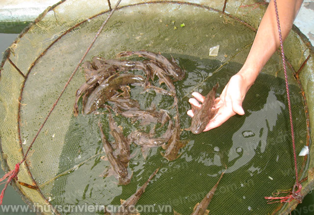 Tuyên Quang: Diện tích nuôi thủy sản duy trì ổn định