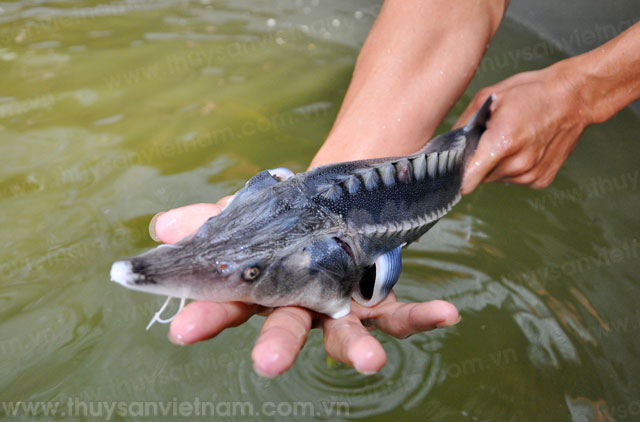 Lào Cai: Năm 2020, dự kiến diện tích nuôi thủy sản đạt 2.100 ha