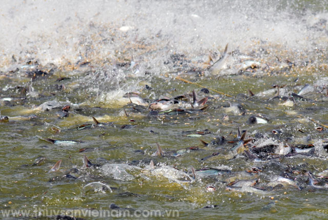 Tiền Giang: Nuôi cá tra đăng quầng cho lãi cao