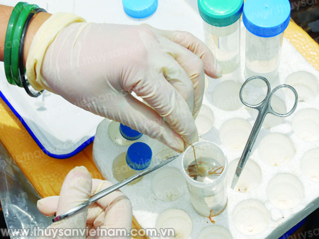 Phát hiện dư lượng hóa chất, kháng sinh vượt giới hạn tại 3 tỉnh