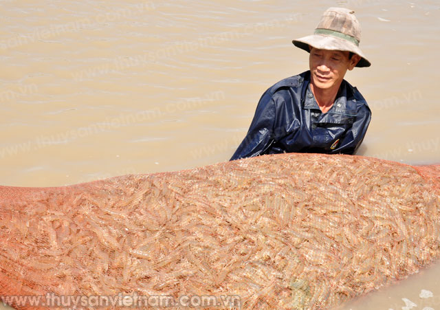 Diện tích nuôi tôm nước lợ giảm trên 6%