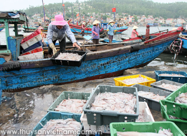 Hà Tĩnh: Ngư dân trúng đậm mực khơi