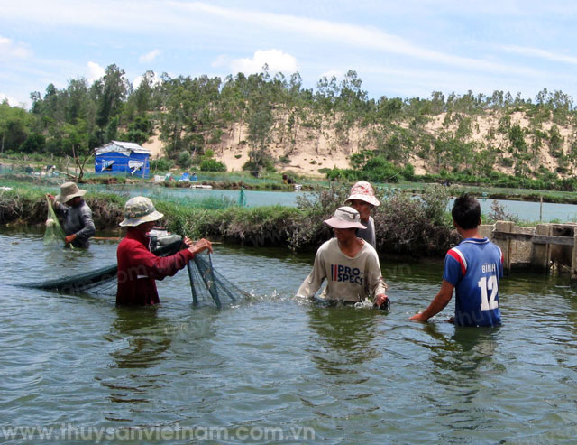 Phú Yên: Nhận 20 tấn Sodium ngăn ngừa dịch bệnh trên tôm