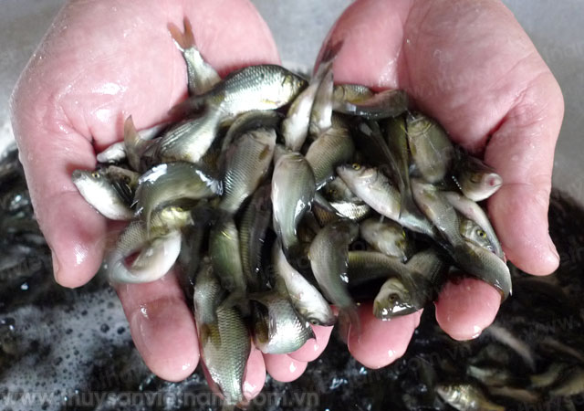 Bắc Giang: Sản xuất cá giống cung cấp đủ nhu cầu trong tỉnh