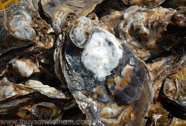 Quảng Ngãi: Thu hàng trăm triệu đồng mỗi năm từ nuôi hàu