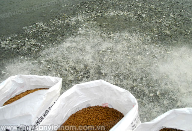 Tập huấn kỹ thuật quản lý dịch bệnh trên cá tra