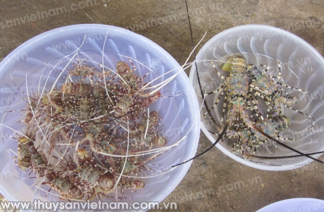 Khánh Hòa: Đánh thức tiềm năng nuôi tôm hùm