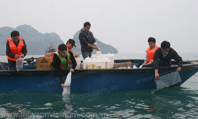 Thả 9 vạn giống thủy sản xuống Vịnh Bắc Bộ