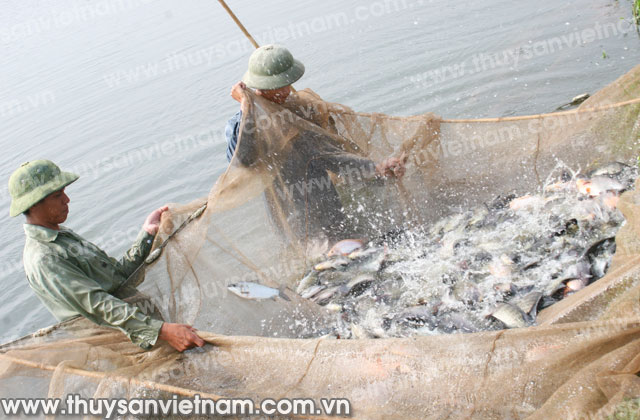 Yên Bái: Đào tạo TOT về kỹ thuật nuôi thủy sản nước ngọt cho cán bộ