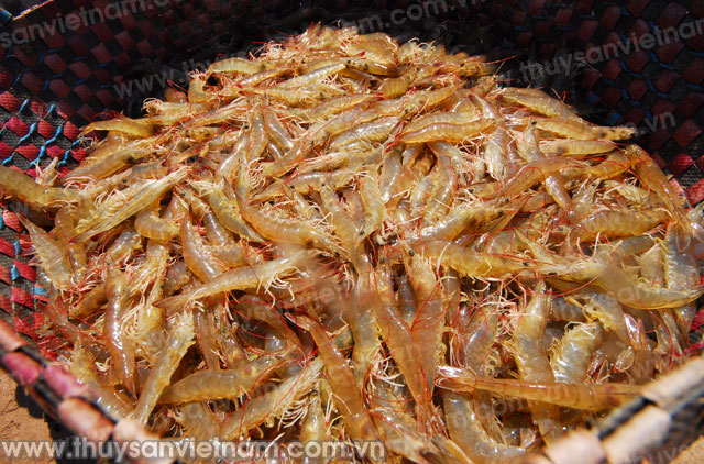 Bà Rịa - Vũng Tàu: Thực hiện tiêu chuẩn VietGAP trong nuôi tôm