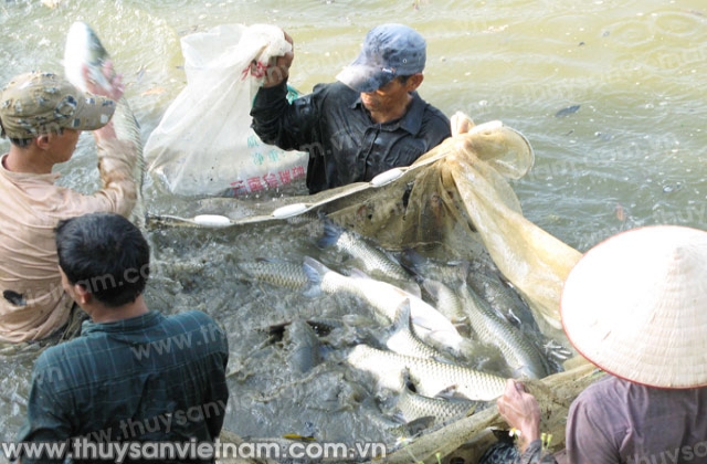 Nam Định: Chuẩn bị giống thủy sản cho năm 2016