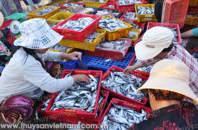 Bình Thuận: Sản lượng khai thác 9 tháng tăng 0,5%