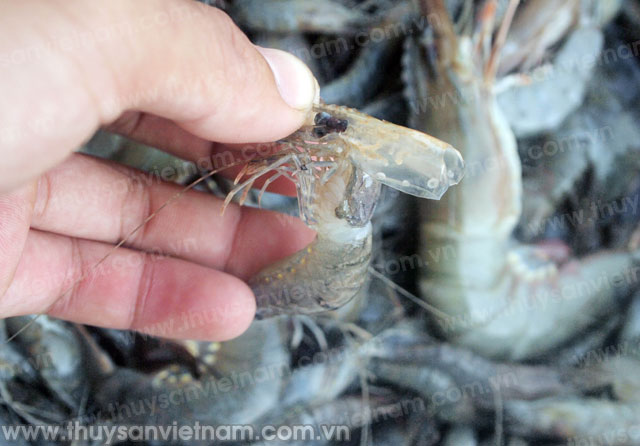 Sóc Trăng: Tăng cường phòng chống dịch trên tôm nuôi