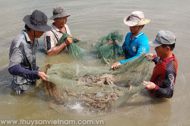 Tiền Giang: Diện tích nuôi tôm công nghiệp giảm