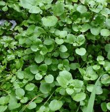 Trồng xà lách xoong sạch
