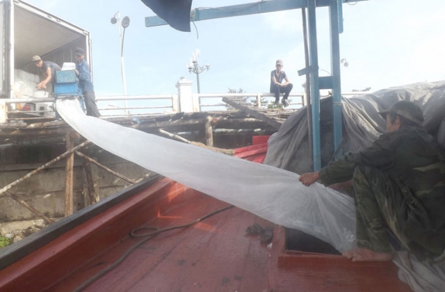 Tuy Hòa (Phú Yên): Nhiều tàu cá ra khơi chuyến biển cuối năm