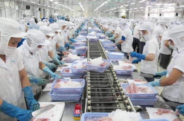 Cần Thơ: Xuất khẩu cá tra tăng 20% so cùng kỳ năm 2015