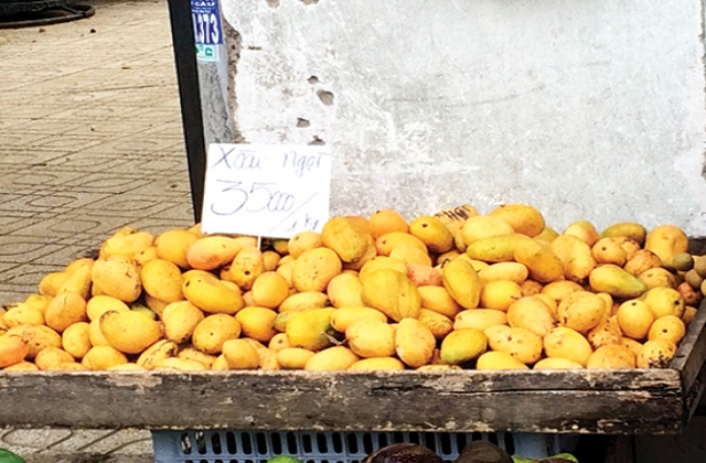 Thực hư xoài mút Trung Quốc làm bằng nilon