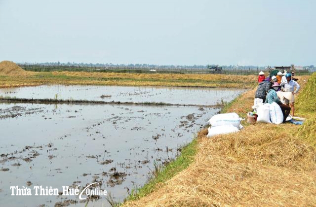 Tôm rảo “cứu” lúa ngập mặn