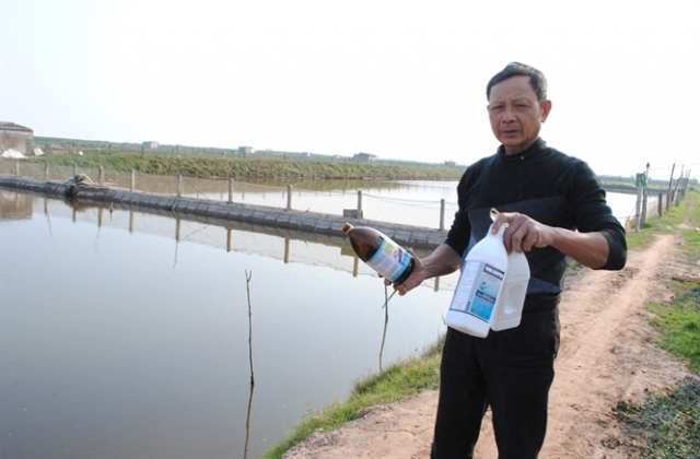 Khốn đốn vì cá vược chết trắng đầm