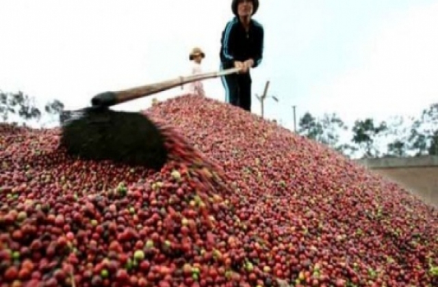 Xuất khẩu cà phê cần thận trọng trong niên vụ mới