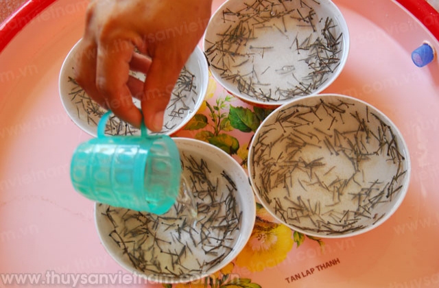 Cà Mau: Mục tiêu sản xuất 20 tỷ tôm giống vào năm 2020