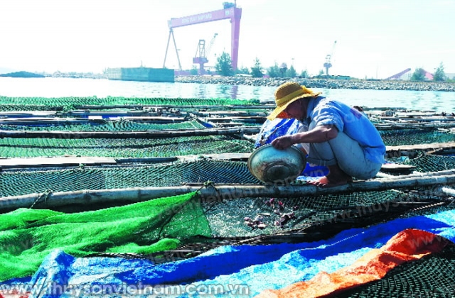 Giàu lên từ cá bớp lồng bè